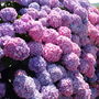 Dscf3109
