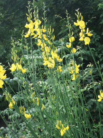 Spartium junceum (Spartium junceum)