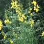 Spartium_junceum