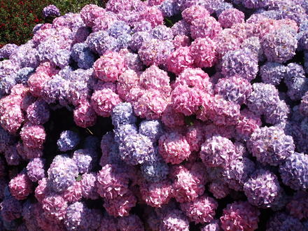 so many flowers (hydrangea)