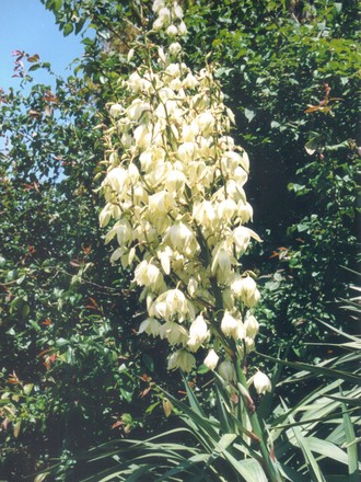 yucca flowers (Yucca gloriosa (Spanish dagger))