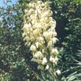 686_yucca