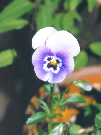 little lost pansy