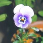 686_pansy