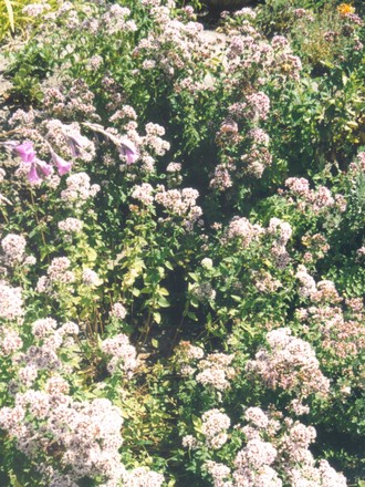 Oregano steps (Origanum vulgare (Oregano))