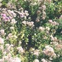 686_oregano