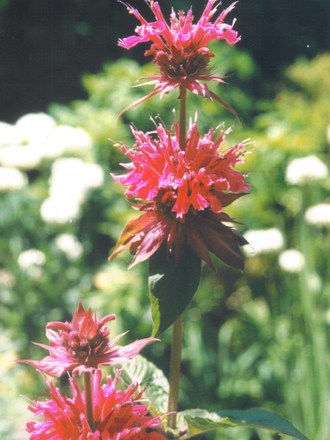 monarda (Monarda fistulosa (Beebalm))
