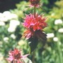 686_monardia
