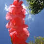 Dscf3118