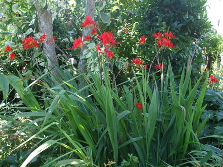 crocosmia