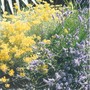 lavender and curry plant