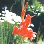 686_gladiolus