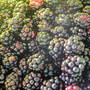 wild blackberries