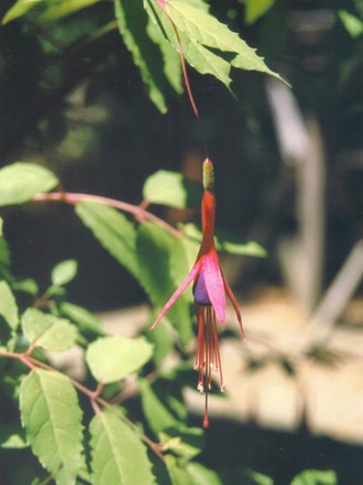 fuchsia magellanica (Fuchsia magellanica (Hardy fuchsia))