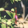 fuchsia magellanica (Fuchsia magellanica (Hardy fuchsia))