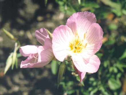 showy pink evening primrose (oenothera speciosa rosea)