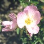 686_evening_primrose