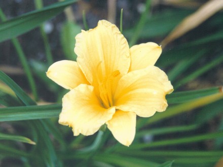 daylily (hemerocallis)