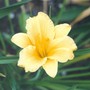 686_daylily_2