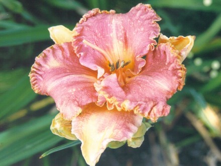 daylily (hemerocallis)