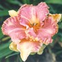 686_daylily_1