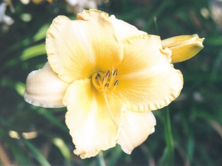 daylily