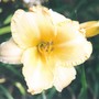 686_daylily