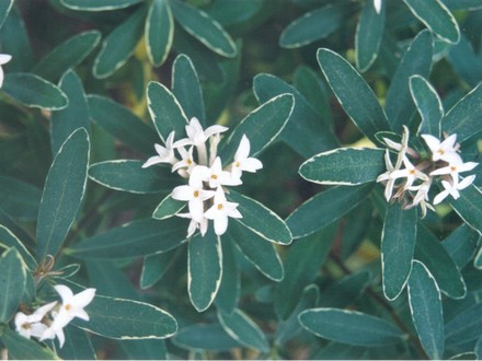 Daphne x Transatlantica 'Summer Ice' (Daphne × transatlantica ‘Summer Ice’)