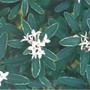 Daphne x Transatlantica 'Summer Ice' (Daphne × transatlantica ‘Summer Ice’)