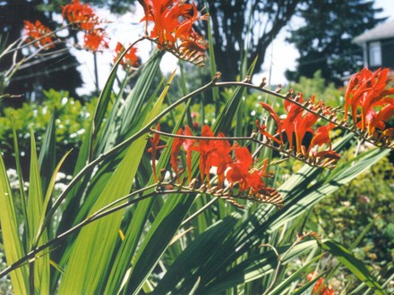 crocosomia lucifer (Crocosmia x crocosmiiflora (Montbretia))