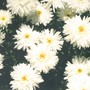 Shasta Daisy - Crazy Daisy (Leucanthemum x superbum (Shasta daisy))
