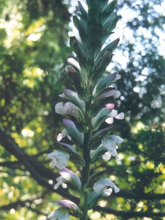 Bear's breeches (acanthus mollis)