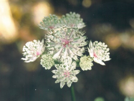 astrantia (Astrantia major (Masterwort))