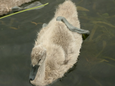 swan