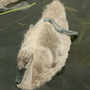 Swan