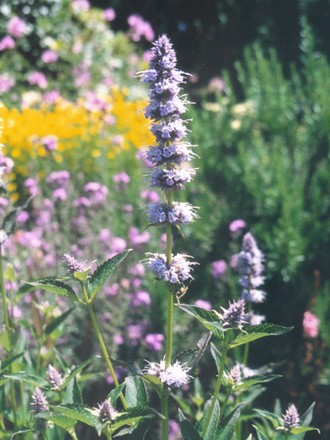 Giant Hyssop (agastache)