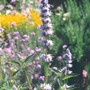 686_agastache