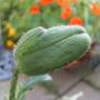 Poppy