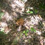 Mushrooms
