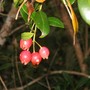 Syzygium fibrosum ( Fibrous Satinash ) (Syzygium fibrosum)