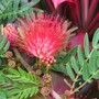 Calliandra emarginata