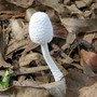 Fungi