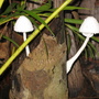 Fungi