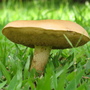 Fungi