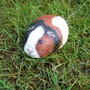 Guinea Pig