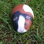 Guinea Pig