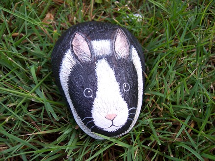 Dutch Rabbit