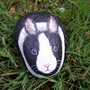 Dutch Rabbit