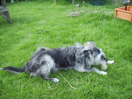 Jasper, my Battersea Special, taking a rest 07.08
