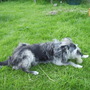 Jasper, my Battersea Special, taking a rest 07.08